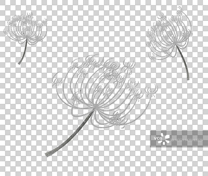 蒲公英插画元素图片素材