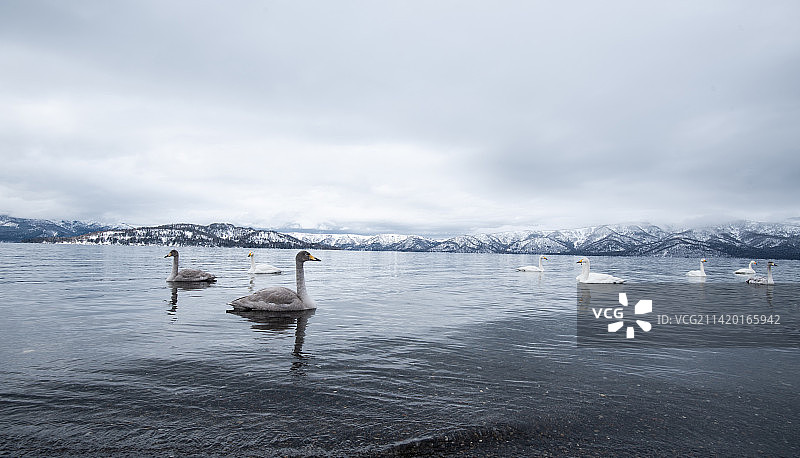 北海道天鹅图片素材