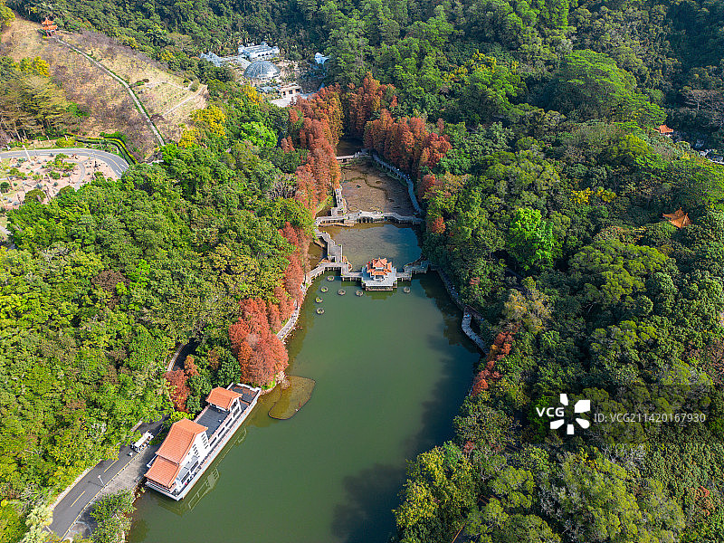 深圳仙湖植物园落羽杉图片素材