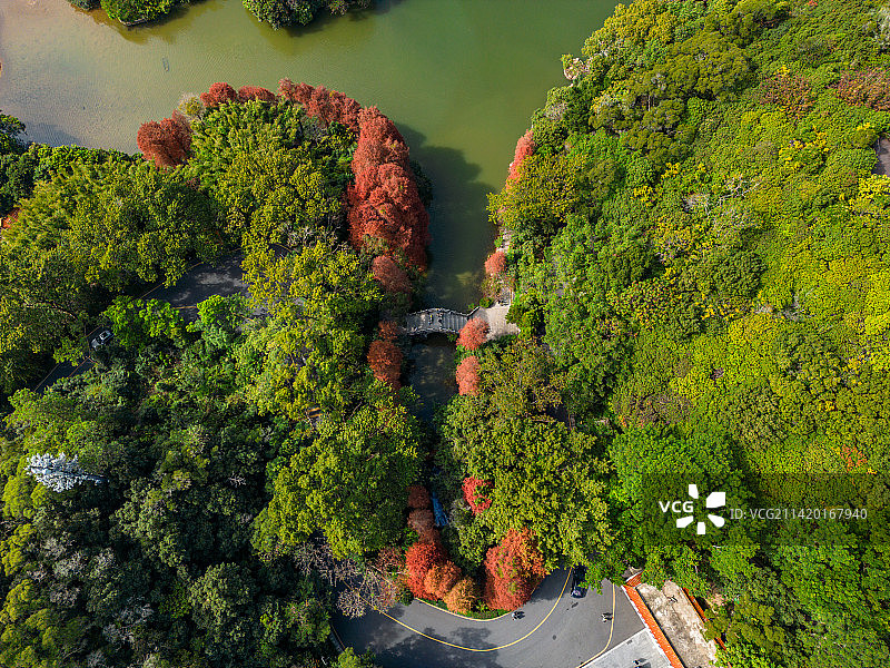 深圳仙湖植物园落羽杉图片素材