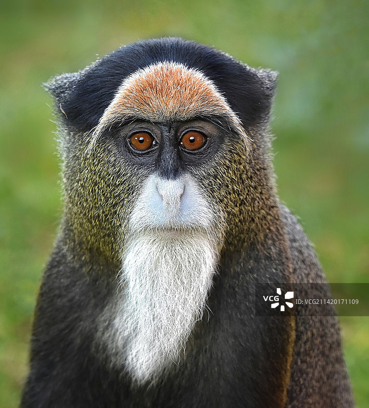 目光别开的德布拉扎猴特写图片素材