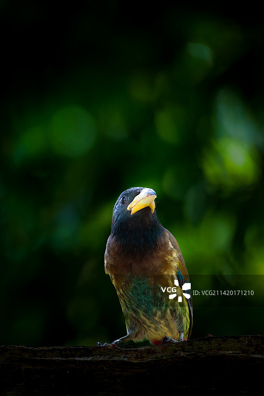 木头上栖息的辉椋鸟特写图片素材