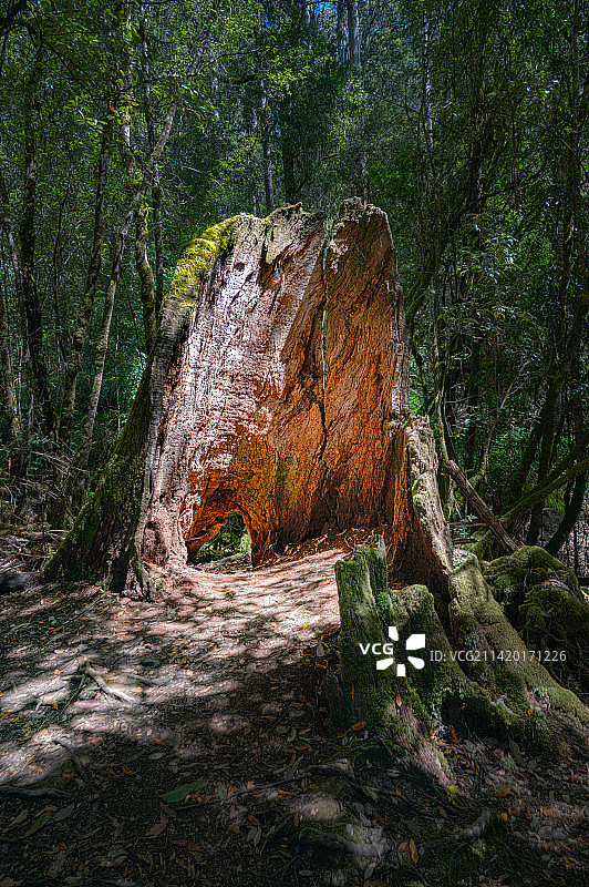 澳大利亚菲尔德山国家公园的树木图片素材
