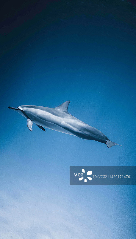 天空中的点赞：鲸鱼说，印度尼西亚图片素材