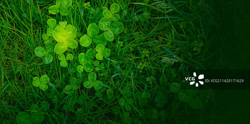 部分聚焦的绿色三叶草叶背景图片素材