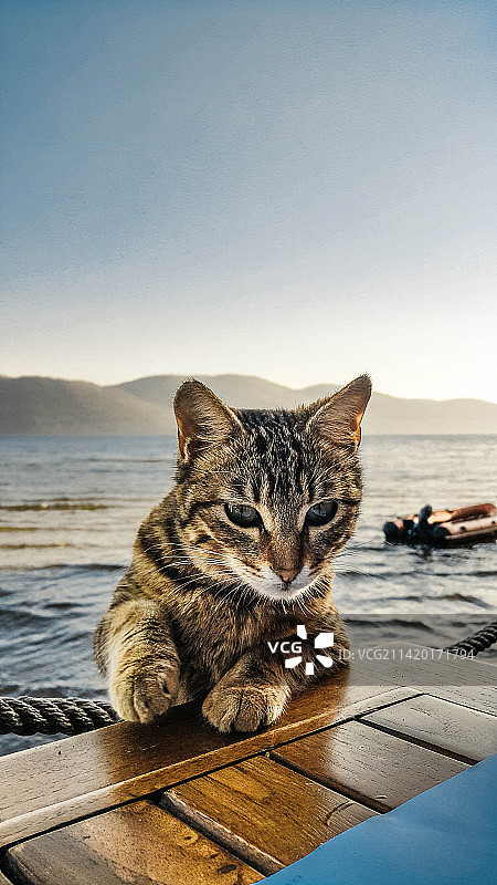 印度尼西亚，海边码头上坐着的猫特写图片素材