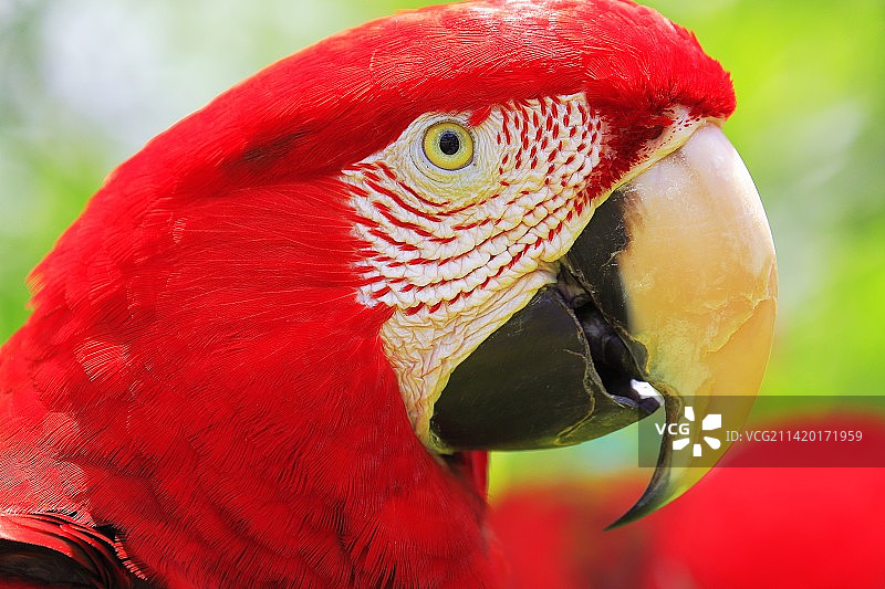 巴西潘塔纳尔湿地自然环境中的红色金刚鹦鹉图片素材