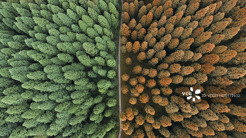 俯视角的中坝森林图片素材