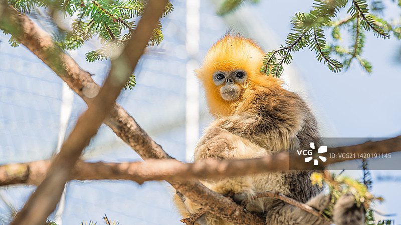 金丝猴图片素材