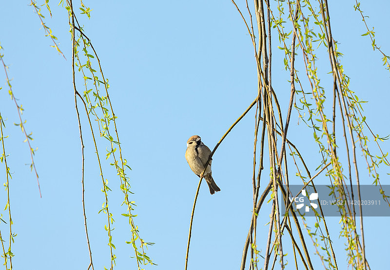 春天，柳枝上的麻雀，春天的鸟图片素材