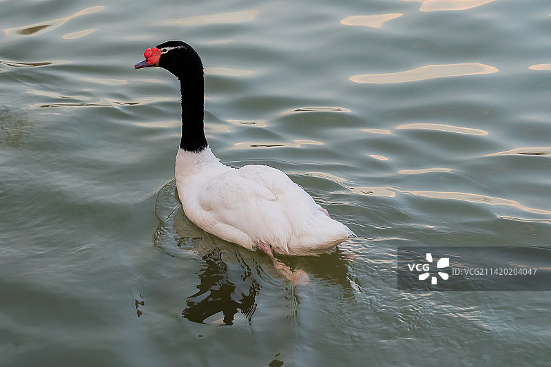 珍稀鸟类爱情鸟之黑颈天鹅图片素材