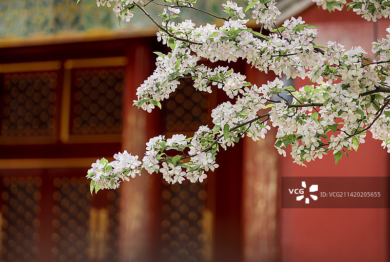 故宫的春天，古建筑与海棠，春天的花图片素材