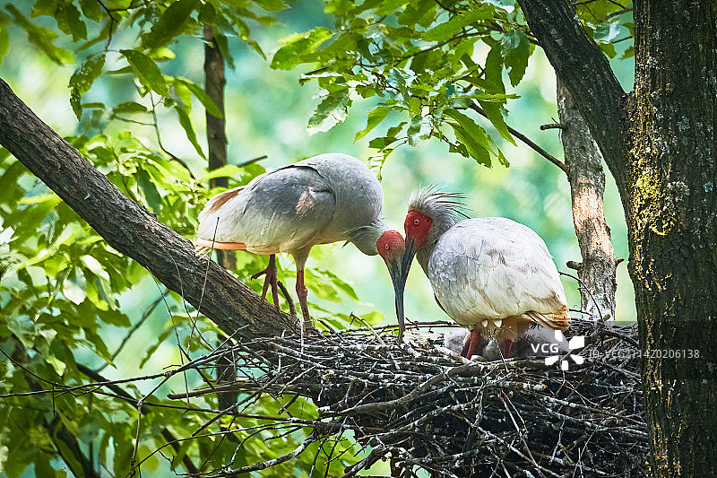 爱巢-朱鹮图片素材