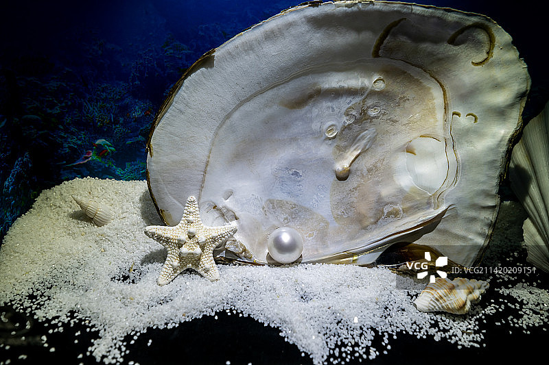 蚌壳中的珍珠图片素材
