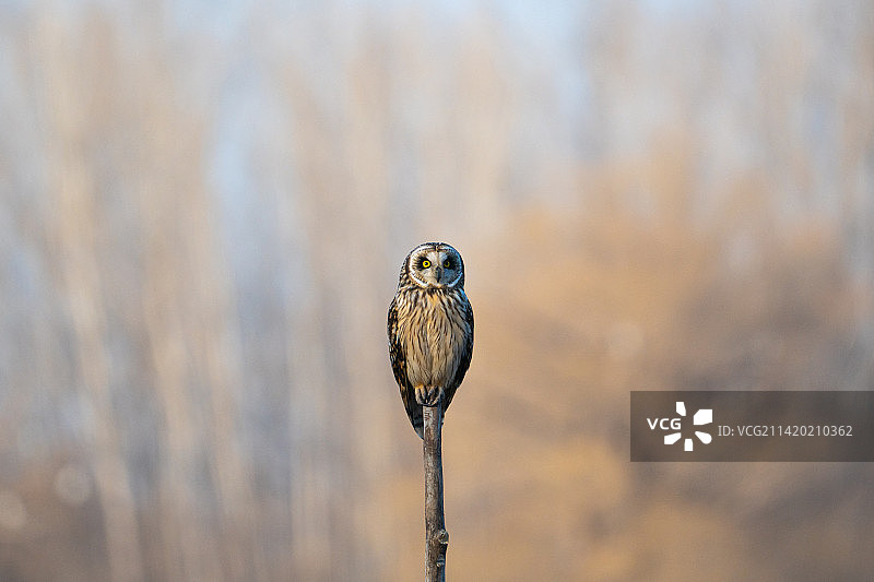 《短耳鸮》摄于中国北京温榆河公园图片素材