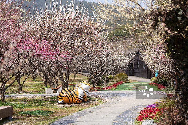 苏州香雪海赏梅自然风光图片素材