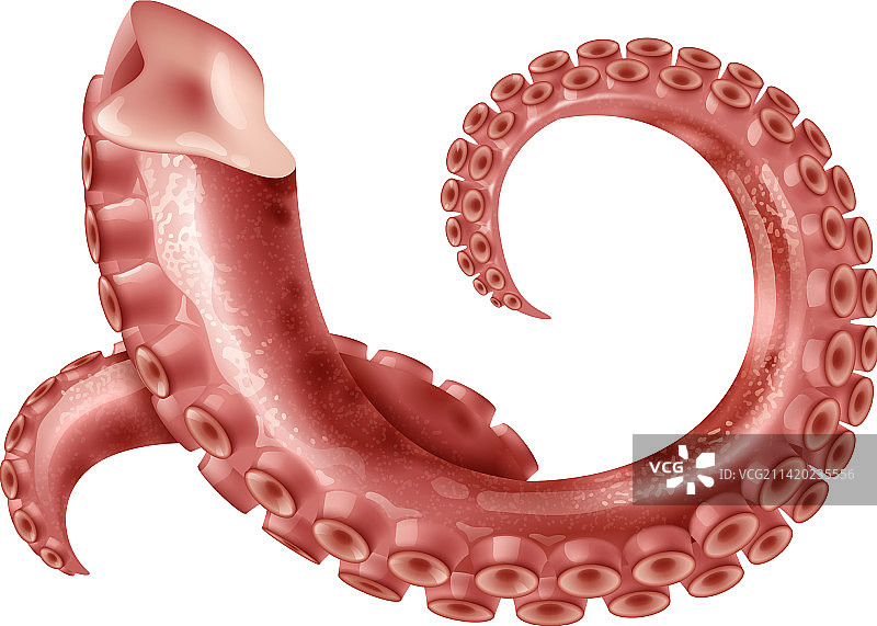 逼真的章鱼触手图片素材