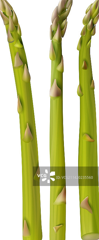 逼真芦笋图片素材