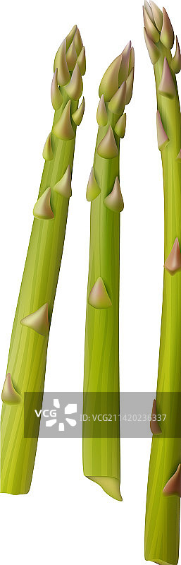 逼真芦笋图片素材