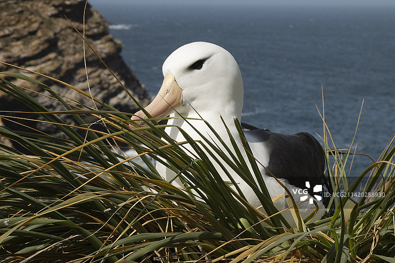 福克兰群岛的黑眉信天翁图片素材