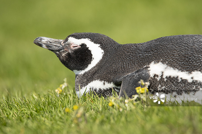 福克兰群岛的麦哲伦企鹅图片素材