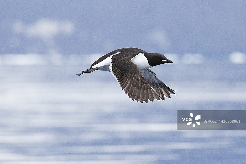 斯瓦尔巴群岛的厚嘴海鸦图片素材