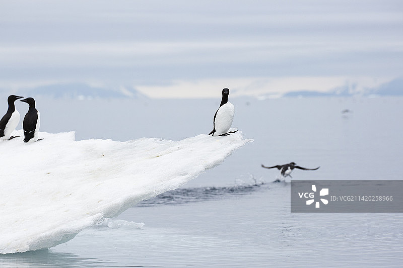 斯瓦尔巴群岛的厚嘴海鸦图片素材