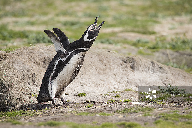 福克兰群岛的麦哲伦企鹅图片素材