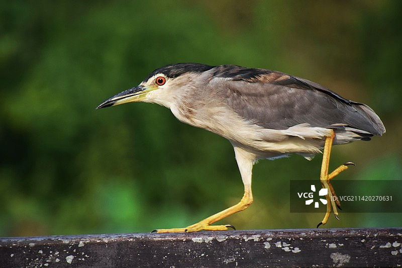 《奔跑的夜鹭》图片素材