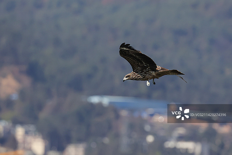 老鹰（2023-6）图片素材