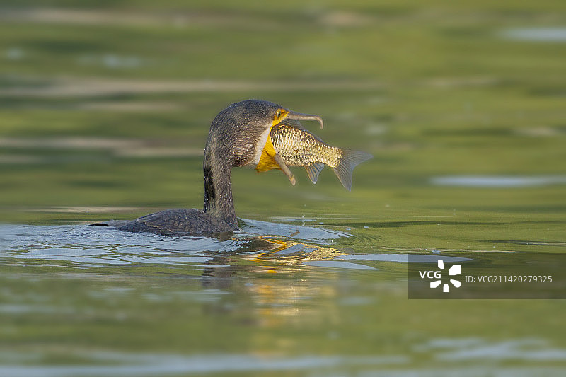 来条大的图片素材