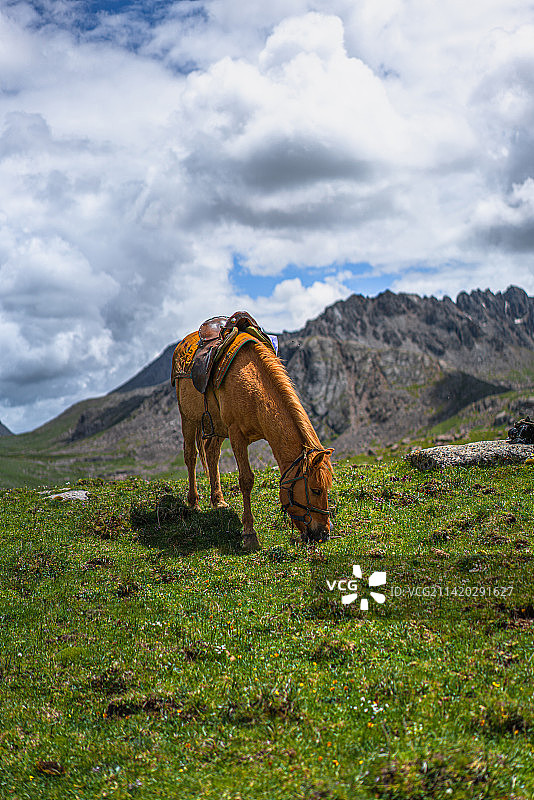 青海高原上有马鞍的马匹在吃草图片素材