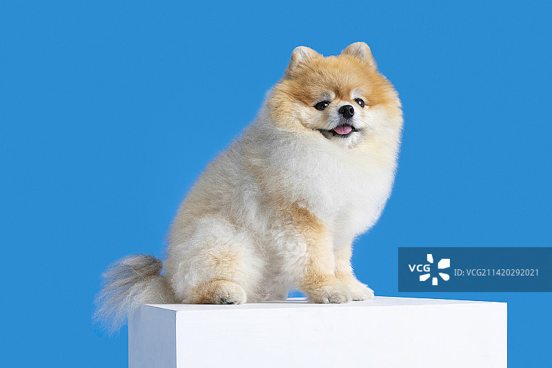 站在台子上的博美犬图片素材