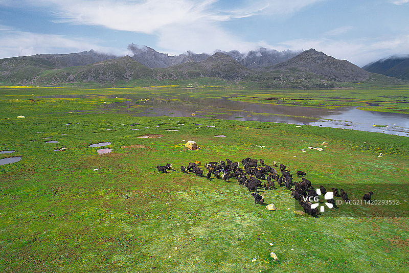 青海高原上放牧时幸福的牦牛家庭图片素材