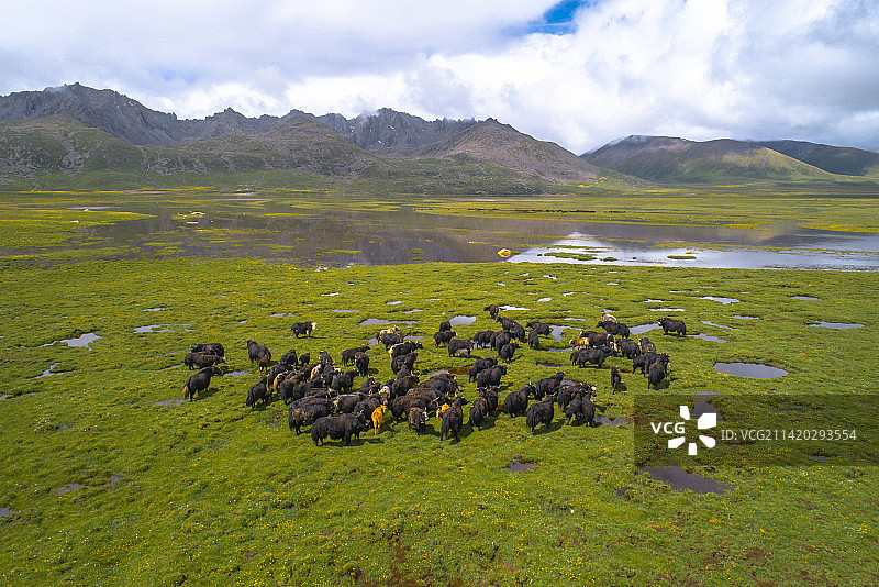 青海高原上放牧时幸福的牦牛家庭图片素材