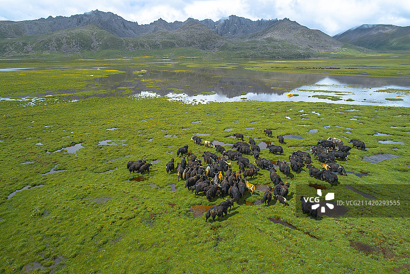 青海高原上放牧时幸福的牦牛家庭图片素材