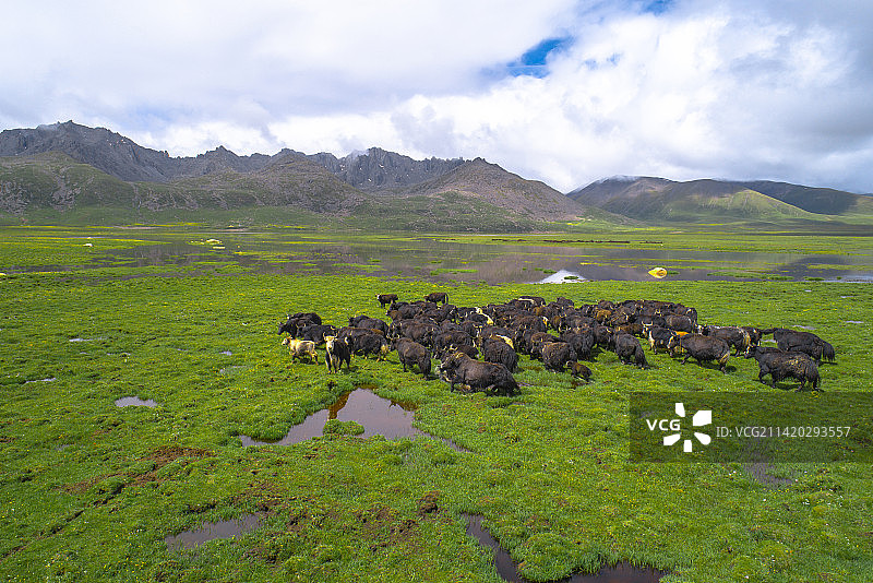 青海高原上放牧时幸福的牦牛家庭图片素材