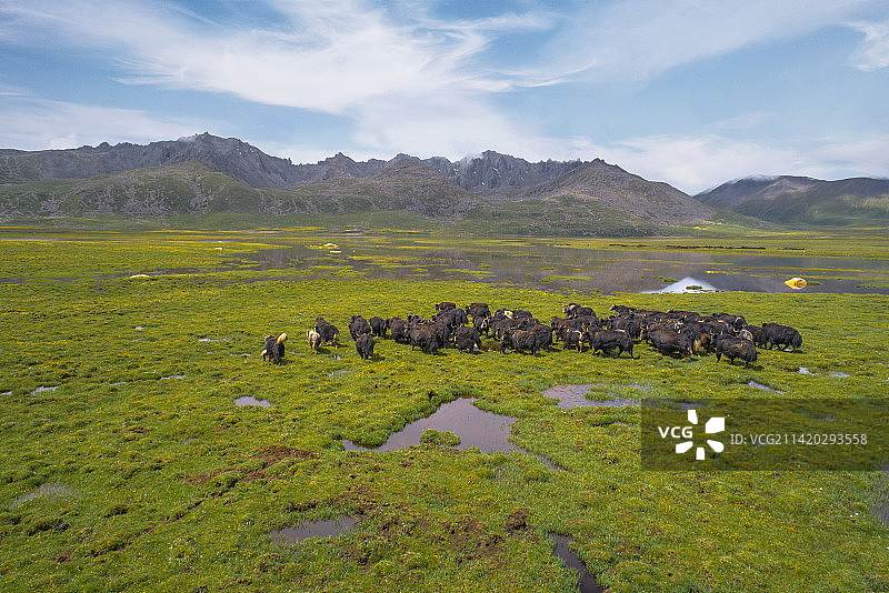 青海高原上放牧时幸福的牦牛家庭图片素材