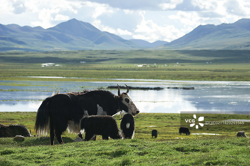 青海高原上放牧时幸福的牦牛家庭图片素材