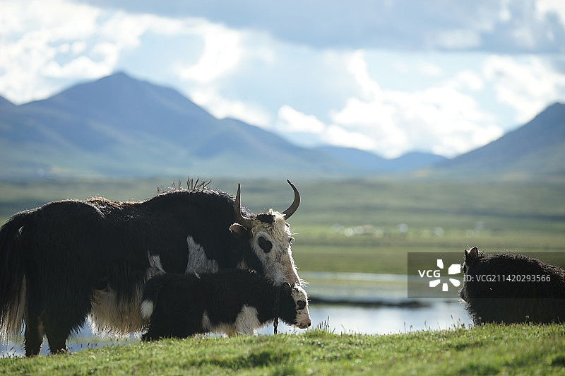 青海高原上放牧时幸福的牦牛家庭图片素材