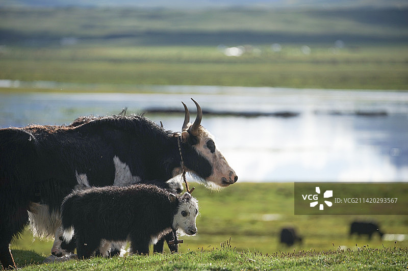 青海高原上放牧时幸福的牦牛家庭图片素材