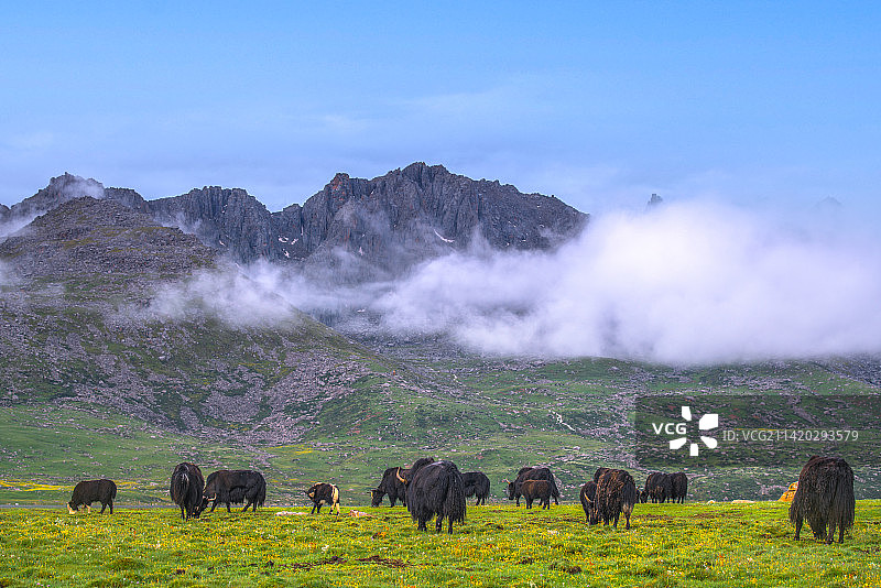 青海高原上放牧时幸福的牦牛家庭图片素材