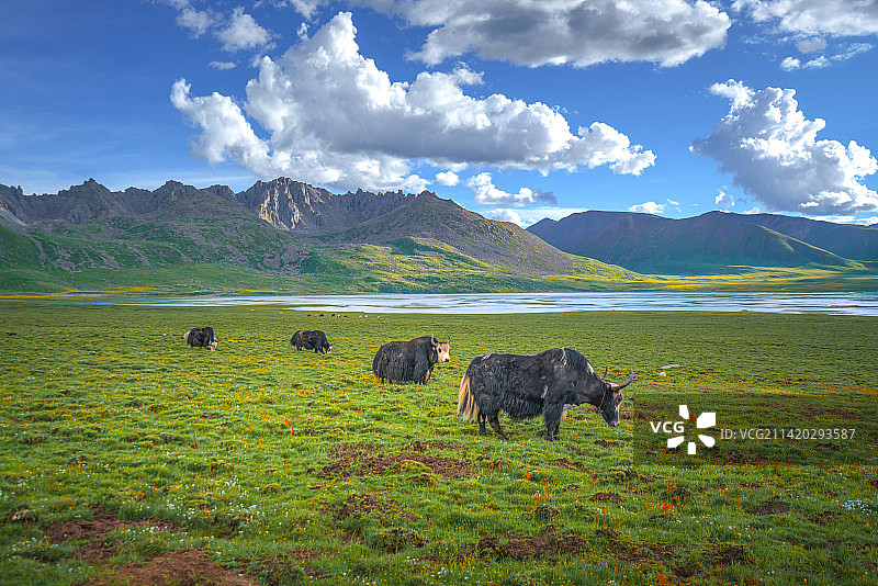 青海高原上放牧时幸福的牦牛家庭图片素材