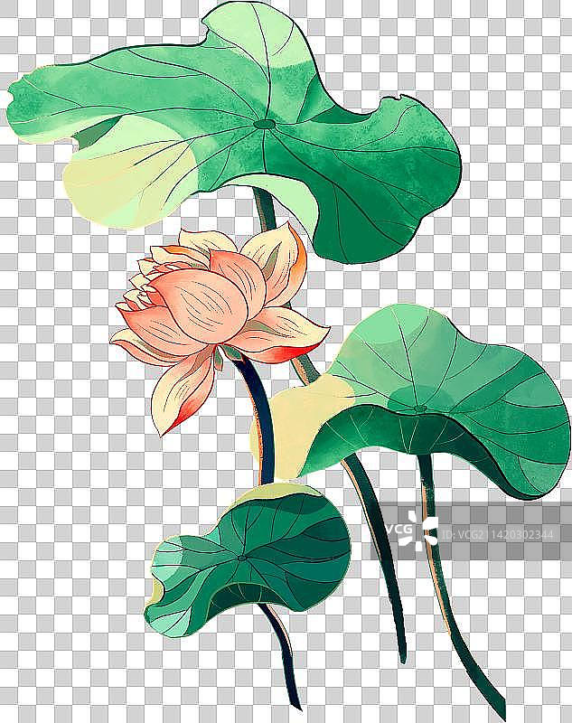 荷花荷叶复古图片素材