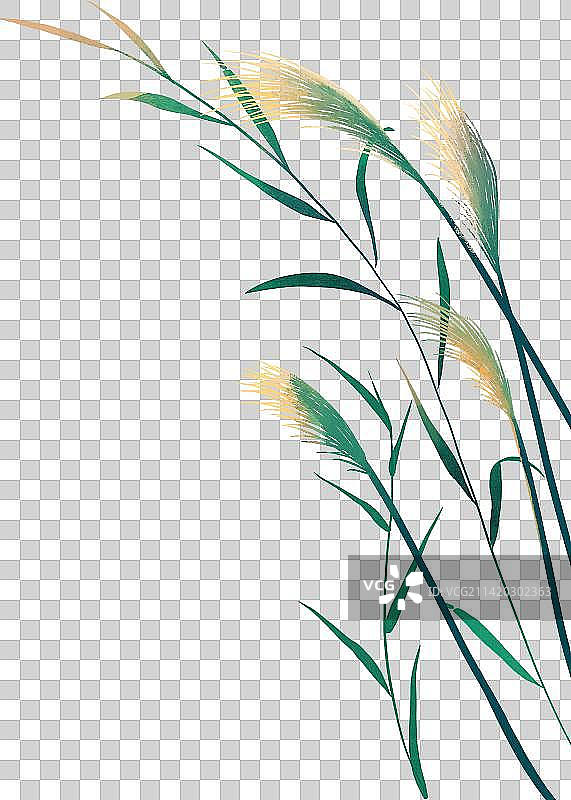 芦苇和野草图片素材