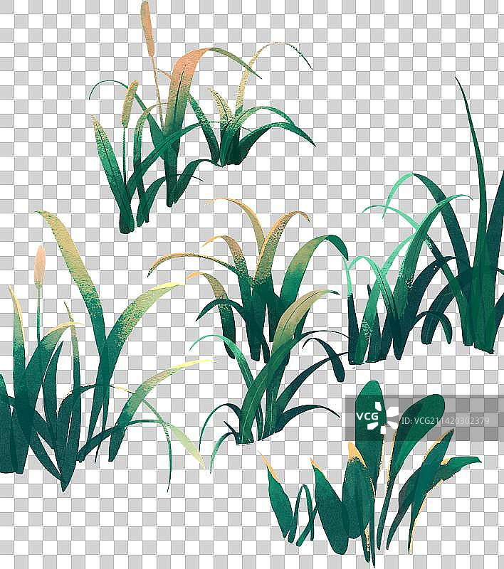 杂草水草特写图片素材