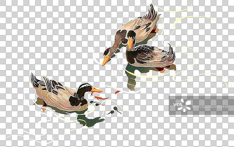 水面上捕食的鸭子图片素材