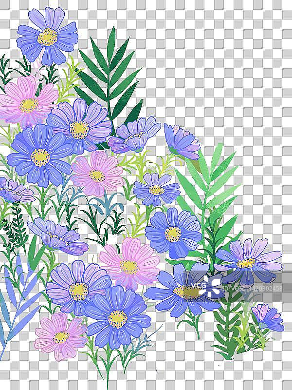 一片蓝色的格桑花图片素材