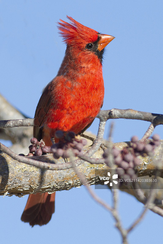 北方红雀：栖息在浆果树上的雄鸟图片素材
