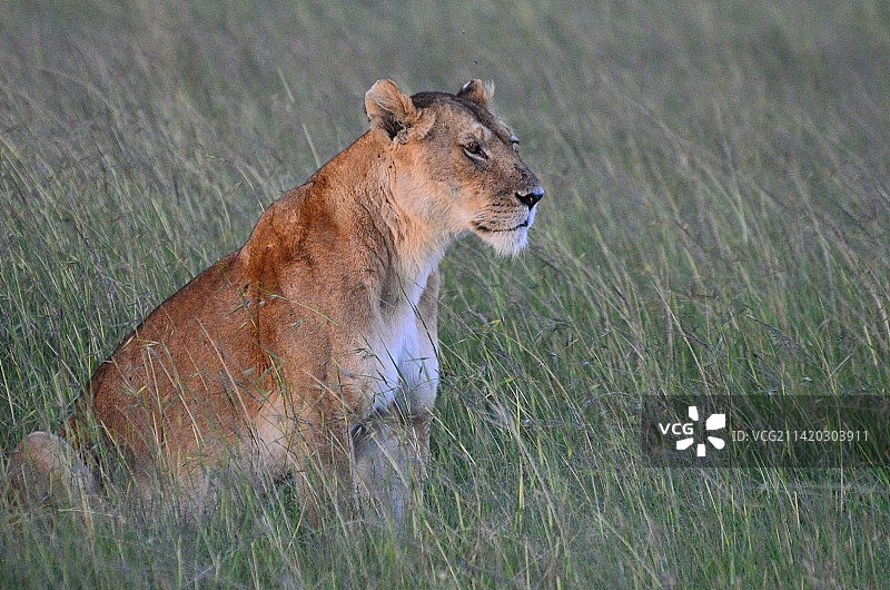 伺机而动图片素材